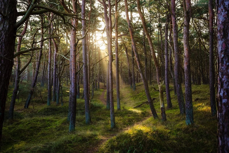Magic of Nature