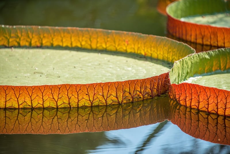 Tranquil Pond